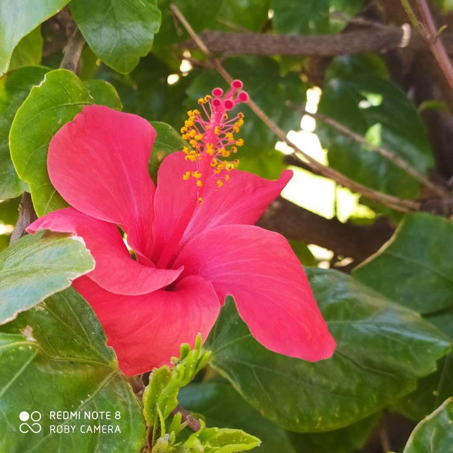 Hibiscus Rosso Villa Donnalucata  Luaran gambar